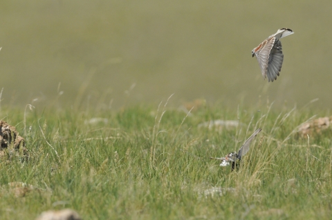 Thick-billed Longspur about to land in a grassy prairie