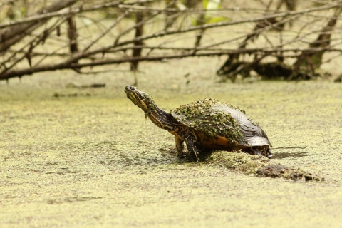 A western chicken turtle in a wetland