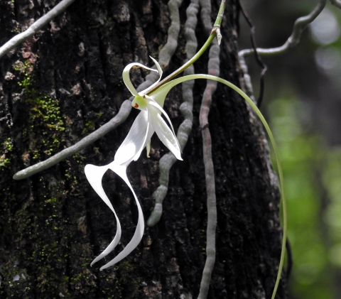 A ghost orchid grows beside a tree.