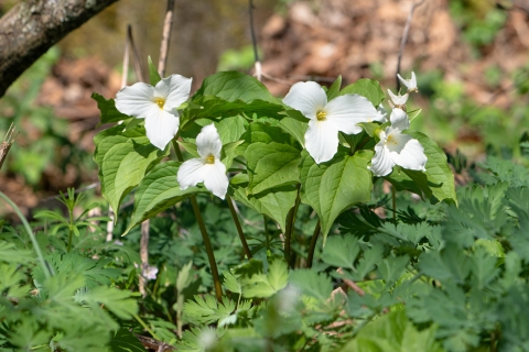 Great white trillium in bloom
