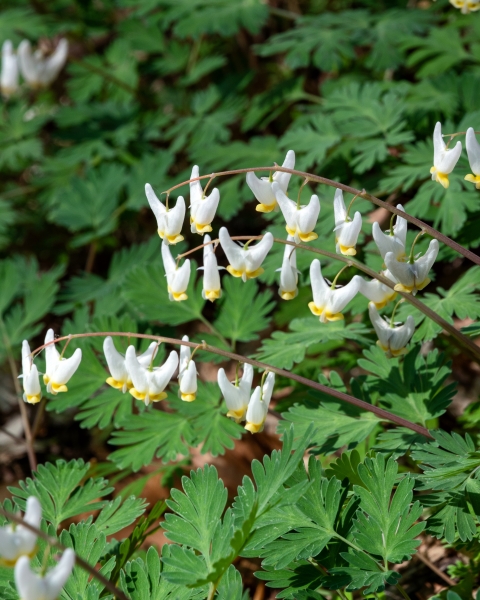 Dutchman's breeches in bloom