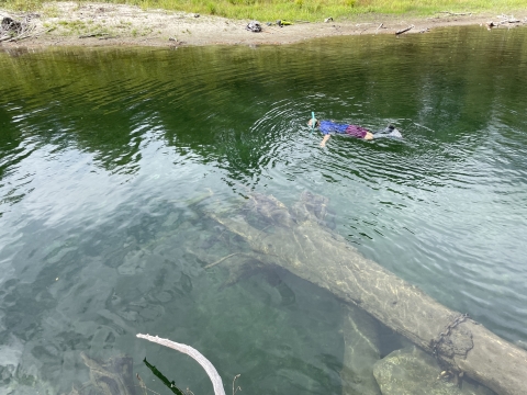 A person snorkels on the surface of a deep pool in the river floating near a large tree trunk.