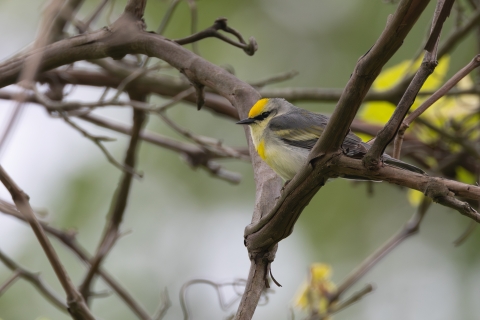 Brewster's warbler perched in a tree