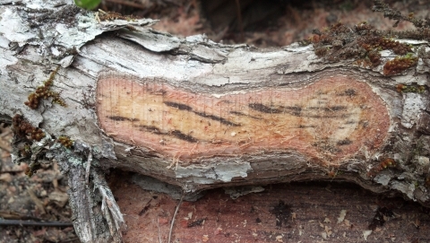 An ohia log cut open
