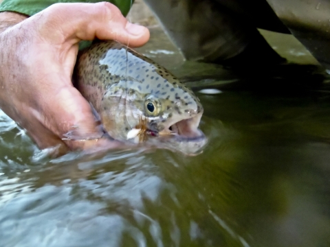 Angler holds trout caught fly fishing at the Texas Freshwater Fisheries Center