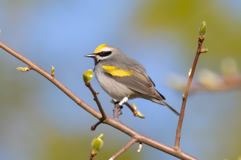 A banded golden-winged warbler perched in a tree