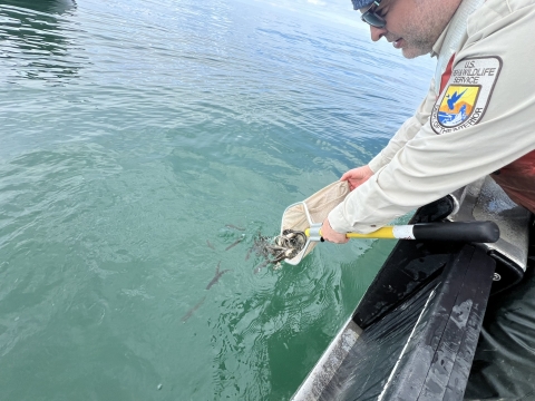 Image of USFWS employee releasing lake trout into water from a net.