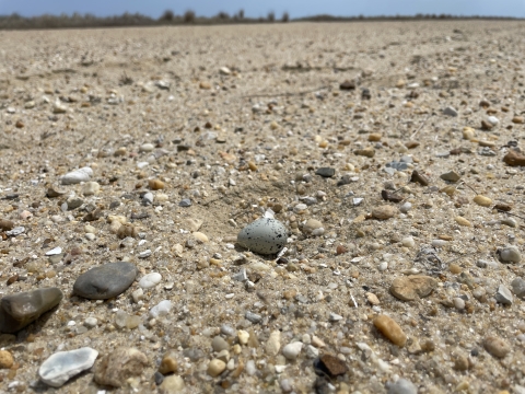 A single, black-speckled gray egg lies in a shallow depression within a field of sand and gravel in various shades of brown, black, white, and gray. 