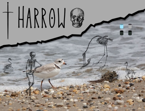A piping plover standing at the edge of an incoming wave along bay shore. The sand is scattered with pebbles in various shades of brown, black, and tan. The text reads “Harrow” and is bookended by graphics of a sword and a skull and placed on a gray jagged background. Three graphics of bird skeletons sit along the sand and in the water. A skeleton of a human in the foreground rests its elbow casually on the plover’s back. In the upper right, there are four cylinders illustrating this piping plover’s band co