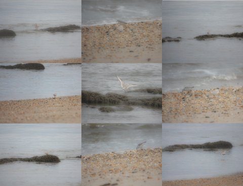 A composite of 9 blurry images of the bay, sandy gravel beach, and tube-building worm reef. All images contain a small sandy-colored bird. Some of the images contain an additional gray and white bird in the background.
