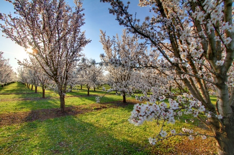 Almond trees in bloom