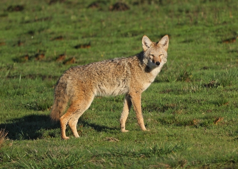 Coyote on grass field