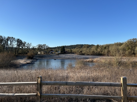 Pond surrounded by tree line