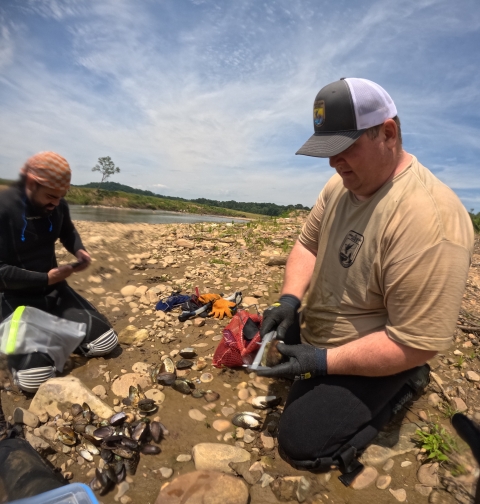 A man uses calipers to measure a freshwater mussel shell