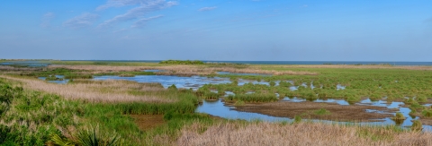 A wetland under blue skies with a diversity of vegetation