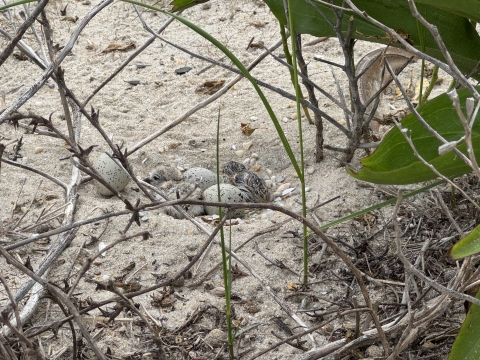 One fluffy dry chick and one freshly hatched wet chick lay nestled in a sandy depression on either side of two black-speckled gray eggs. An eggshell lies to the left of the nest cup and the bottom is lined with small bits of shell and rock. Surrounding the nest cup are small bits of dead plants as well as an upturned horseshoe crab shell and a few sprigs of vegetation. 