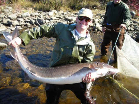 Biologist in waders holds a large adult sturgeon.