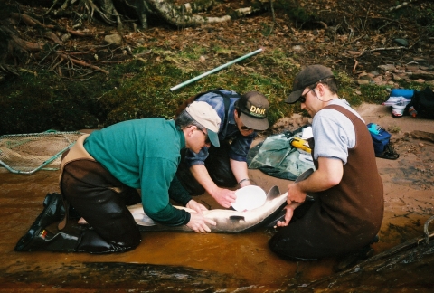 Three biologists use bowl to collect eggs from female sturgeon. 