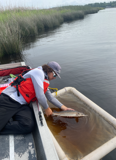 Peninsular Florida FWCO sturgeon sampling season on the St Marys River FL/GA