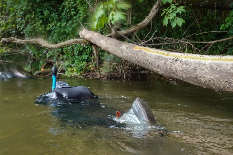 Snorkeler swimming past a log marked with orange spray paint