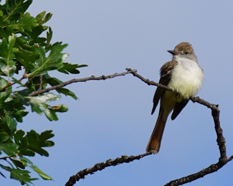 brown bird on branch in front of blue sky