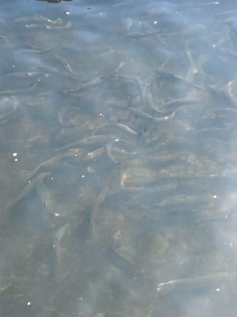 Brown Trout with clipped adipose fins