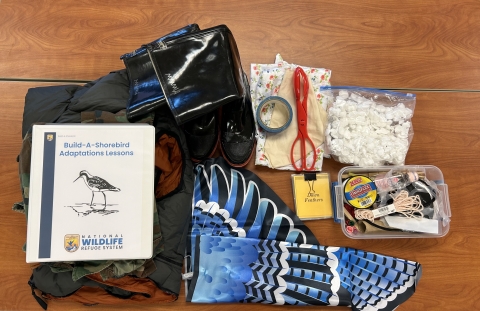 Build-A-Shorebird Trunk Contents
