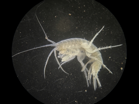 Illinois cave amphipod