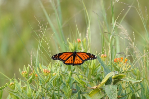 A monarch butterfly perched on butterfly milkweed