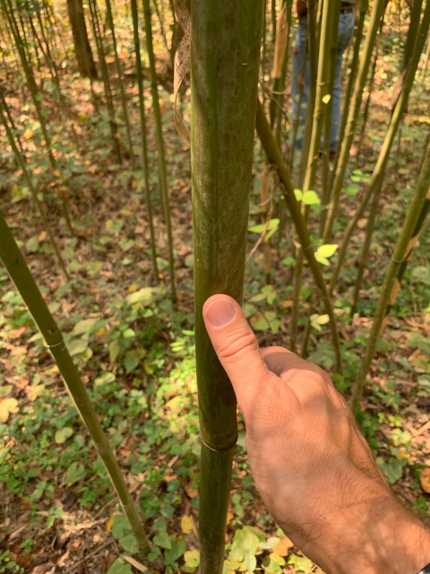 a person holds a river cane stem