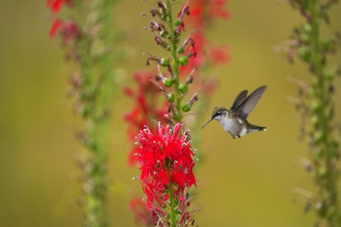 A ruby-throated hummingbird flies up to a bright red flower to investigate.