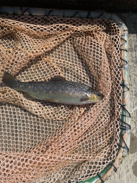 Stocking sized Brown Trout