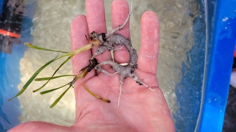 Person holding a Turtle grass seedling showing roots and rhizome.