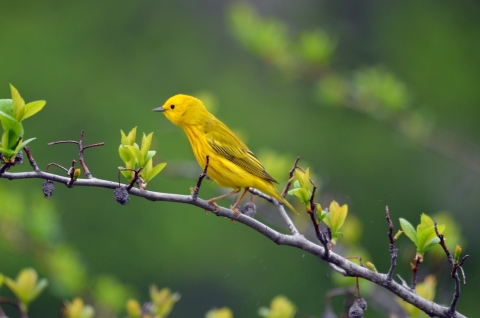 yellow warbler