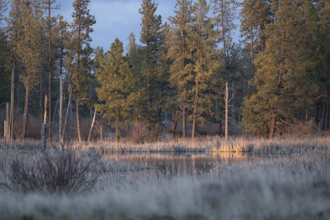 Wetland with dried cattails and Pine trees in the background