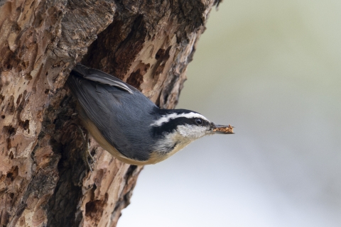 a golf-ball sized bird with a gray body and a black and white striped head removes wood debris from a tree cavity. 