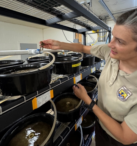 A U.S. Fish and Wildlife Service biologist checks on mussels being raised in pans filled with sediment and fed with live pond water at a fish hatchery.