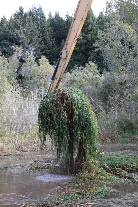 Excavator removing invasive vegetation from Aldergrove Marsh.