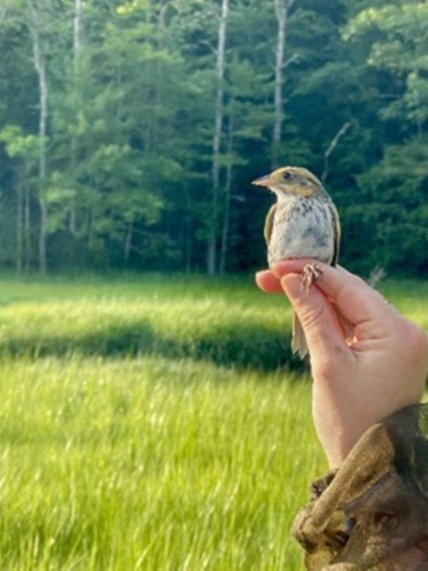 Biologist holding a salt marsh sparrow in a salt marsh