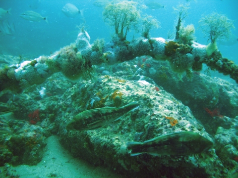 Artificial reef off the South Carolina coast covered in marine invertebrates.