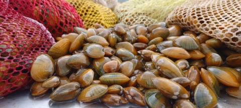 image of tan mussels loose and in mesh bags.