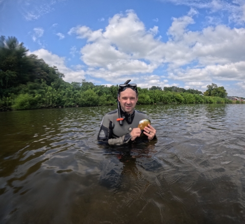 A man stands in a river, holding a large, yellow freshwater mussel.