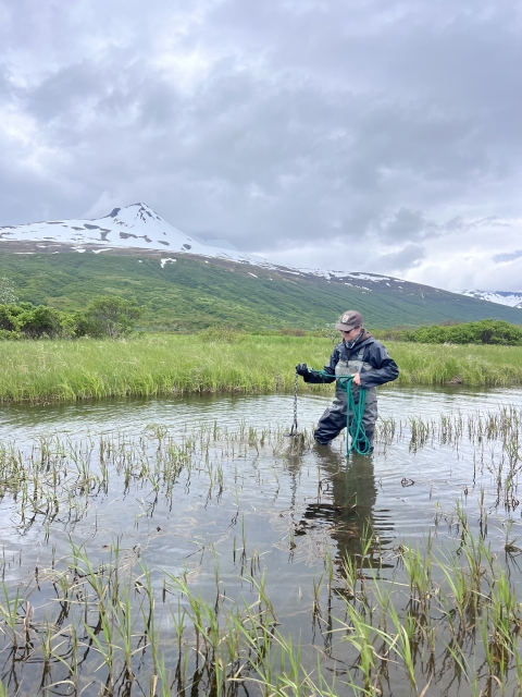 USFWS biologist stands in lake analyzing aquatic plants tangled on rake for early detection survey for invasive Elodea.