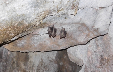 two bats hang upside down from the ceiling of a cave
