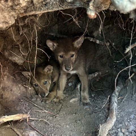 Six week old Red Wolf pups in an acclimation pen on Alligator River National Wildlife Refuge prior to their release into the wild with their parents, 2409F and 2371M.