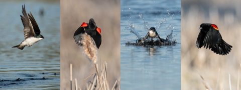 Quadriptych: Photo 1: Swallow in flight, Photo 2: Red-winged black bird singing on a cattail. Photo 3: Swallow landing in water. Photo 4: Red-winged blackbird in flight