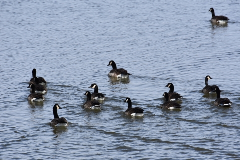 Canada geese swimming away from the camera in water. 