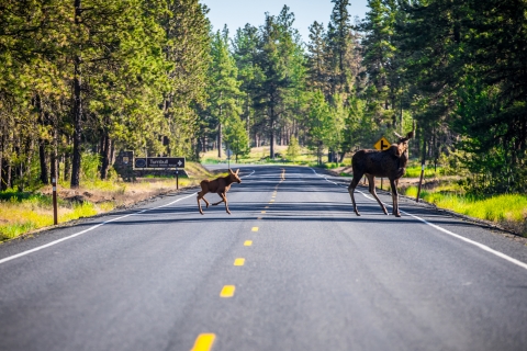 A moose cow and calf cross a road next to the entrance sign of Turnbull NWR