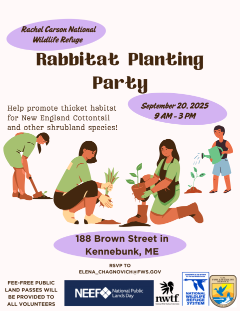 Event Flyer featuringPeople planting native plants for New England Cottontails