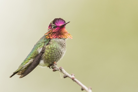 Anna's hummingbird perched in a tree